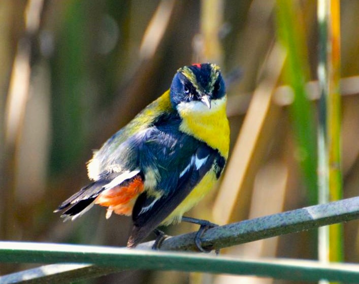 Conoce Más Del Fiu La Mascota De Santiago 2023 Prensa Agrícola